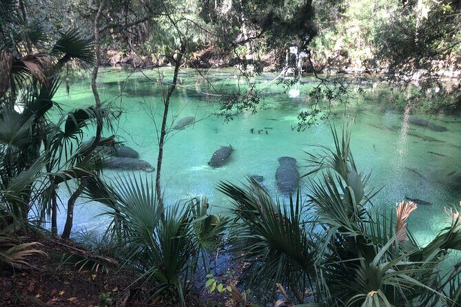 Small Group Manatee Discovery Kayak Tour near Orlando - Exploring the Small Group Manatee Discovery Kayak Tour near Orlando