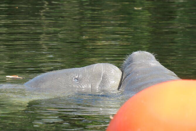 Small Group Manatee Discovery Kayak Tour near Orlando - FAQ