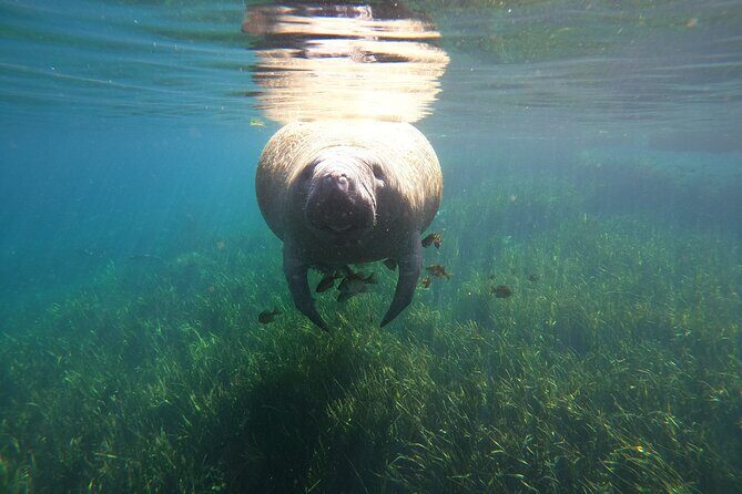 Small Group Manatee Snorkel Tour with In-Water Guide and Photographer - FAQ
