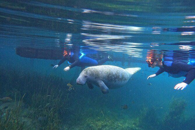 Small Group Manatee Swim Tour With Free Photos - Key Points