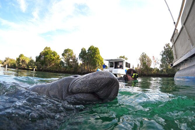 Small Group Manatee Swim Tour With Free Photos - The Experience in Detail
