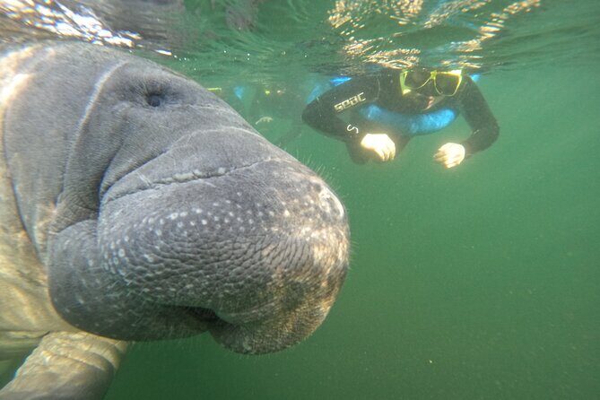 Small Group Manatee Swim Tour With Free Photos - FAQs