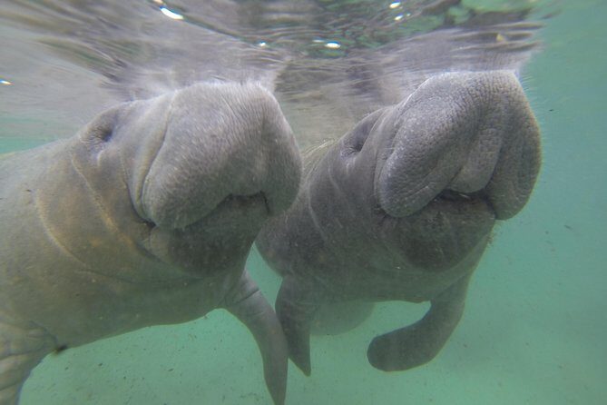 Small group Manatee Tour with In-Water Divemaster/Photographer - What to Expect from the Tour