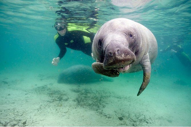 Small group Manatee Tour with In-Water Divemaster/Photographer - The Experience in Detail