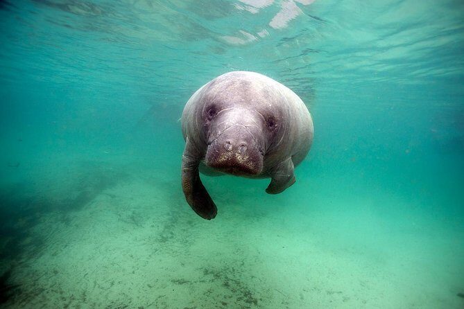 Small group Manatee Tour with In-Water Divemaster/Photographer - Final Thoughts