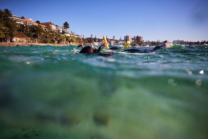 Small Group Manly Snorkel Tour and Nature Walk with Local Guide - The Bottom Line