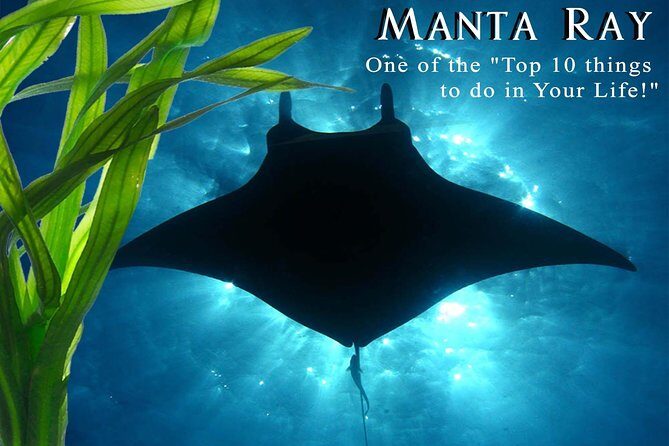 Small-Group Manta Ray Night Snorkel from Kona - What to Expect on the Tour