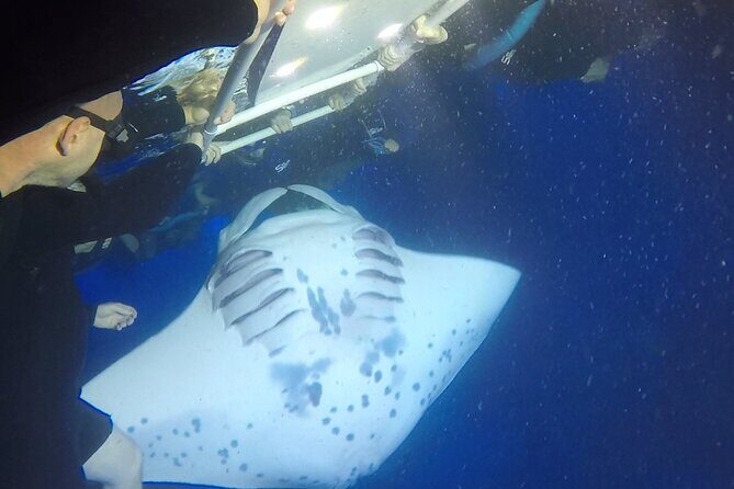 Small-Group Manta Ray Night Snorkel from Kona - Why Choose This Tour?