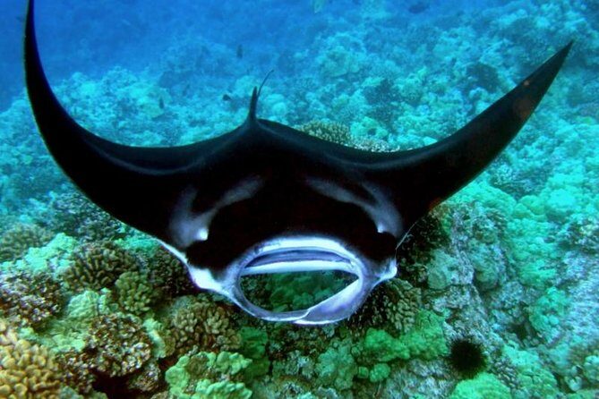 Small-Group Manta Ray Night Snorkel from Kona - Wrapping It Up