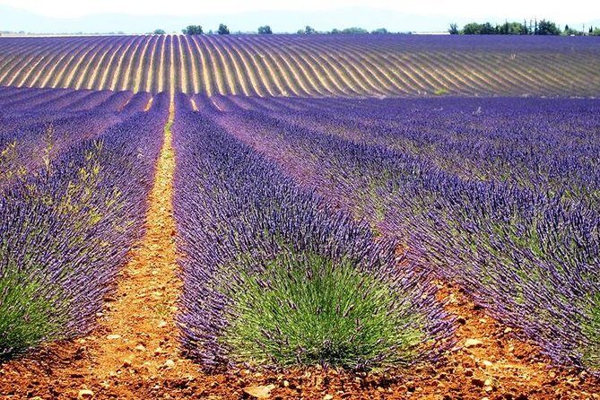 Small Group Marseille Shore Excursion: Lavender Tour - Practical Considerations