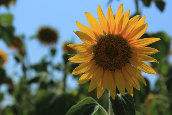 Small Group Marseille Shore Excursion: Lavender Tour - Who Should Consider This Tour?