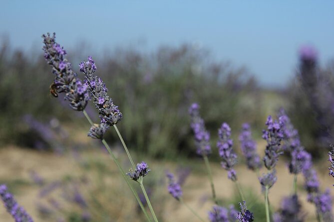 Small Group Marseille Shore Excursion: Lavender Tour - FAQ