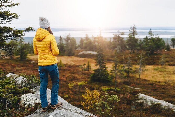 Small-Group Moose Wild Safari from Rovaniemi - A Close Look at the Moose Safari Experience