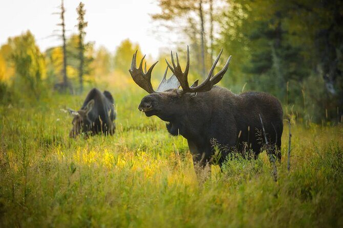 Small-Group Moose Wild Safari from Rovaniemi - The Sum Up