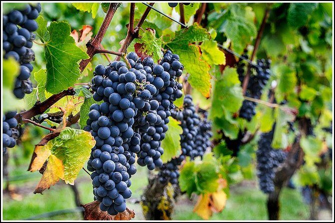 Small group - Napier Premium Wineries+ Beer tour -5.0 - 5.5 hours - Is It Worth the Price?