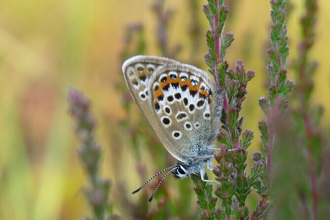 Small-group New Forest Discovery Walk from Lyndhurst - Price and Value