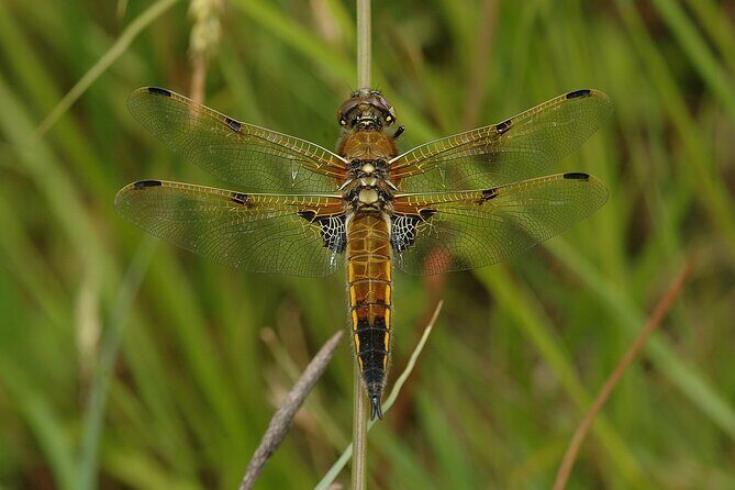 Small-group New Forest Discovery Walk from Lyndhurst - Practical Details and Considerations