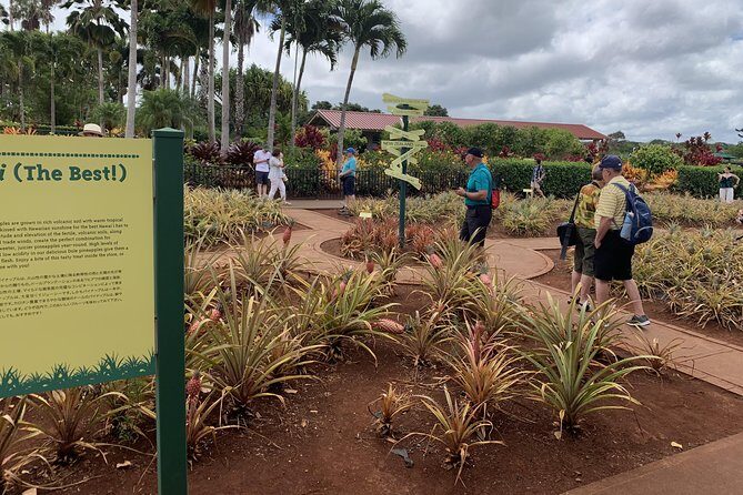 Small Group-Oahu Tour, Dole Plantation, Northshore, Sunset Beach - Who Would Love This Tour?