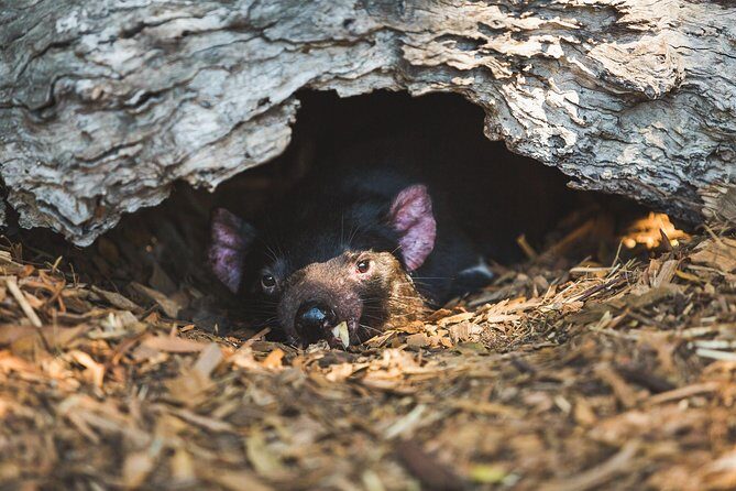 Small-Group Phillip Island Afternoon Day Trip from Melbourne - Exploring the Small-Group Phillip Island Afternoon Day Trip from Melbourne