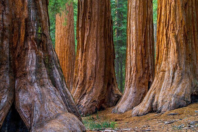 Small Group Redwoods, California Coast & Sausalito Day Trip from San Francisco - The Sum Up