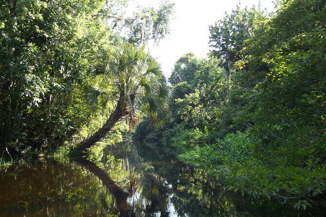 Small Group Scenic Wekiva River Kayak Tour near Orlando - The Highlight: Wildlife and Nature