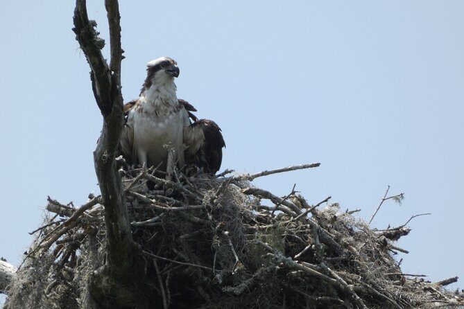 Small Group Scenic Wekiva River Kayak Tour near Orlando - Final Thoughts