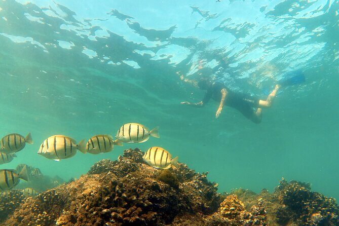 Small-Group Snorkel Adventure in San Jose del Cabo - Possible considerations and downsides