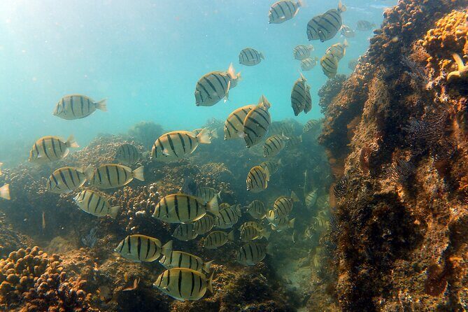 Small-Group Snorkel Adventure in San Jose del Cabo - The value of this experience