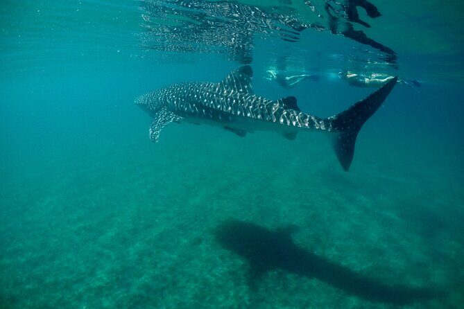 Small Group Snorkeling and Swim with Whale Sharks & Sea Lions in La Paz - Who Is This Tour Best For?