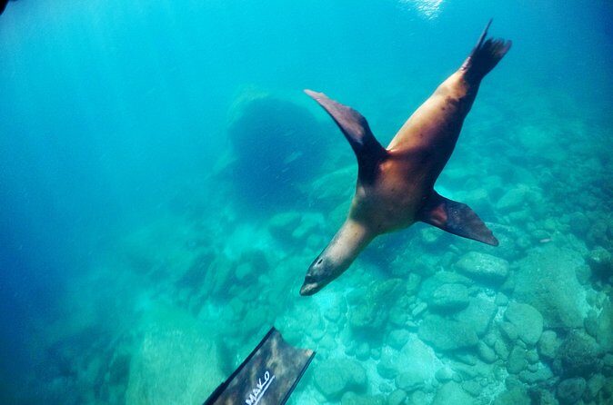 Small Group Snorkeling and Swim with Whale Sharks & Sea Lions in La Paz - Final Thoughts