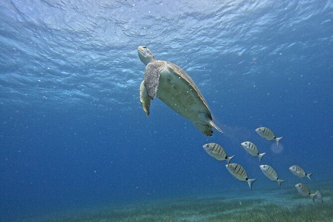 Small Group Snorkeling in Abades Bay with Licensed Guide - Introduction