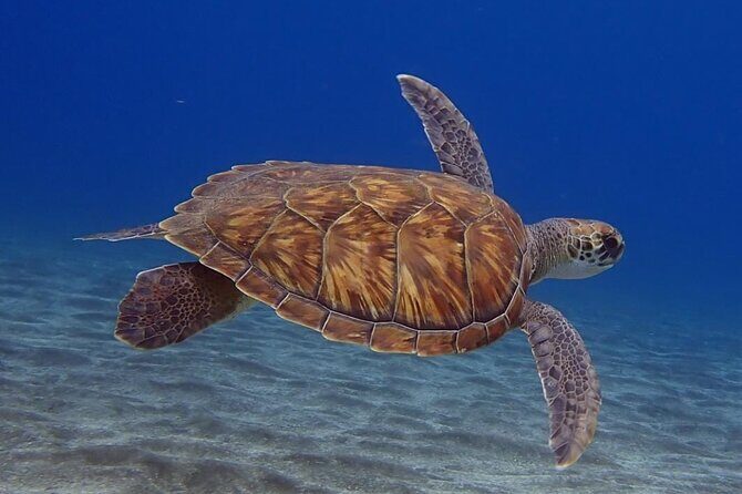 Small Group Snorkeling in Abades Bay with Licensed Guide - Who Is This Tour Best For?