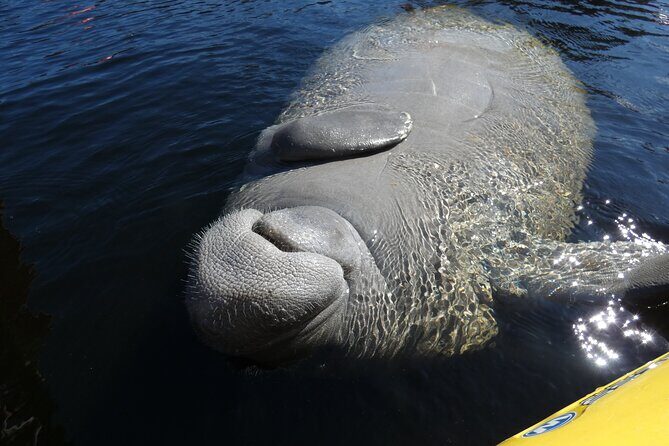 Small Group Sunset Paddle Among Manatees near Orlando - Frequently Asked Questions
