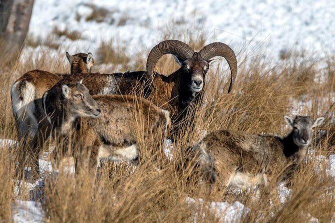 Small Group Tour to NP Hoge Veluwe (van Gogh) from Amsterdam - The Itinerary Breakdown