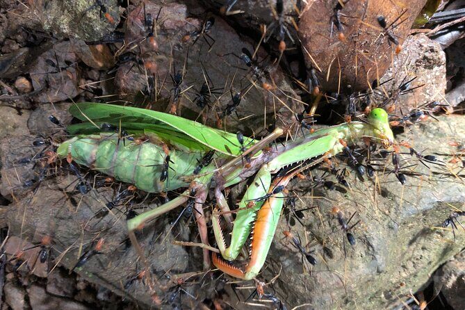 Small-Group Trekking Experience in Daintree National Park - Whats Noteworthy and Potential Drawbacks