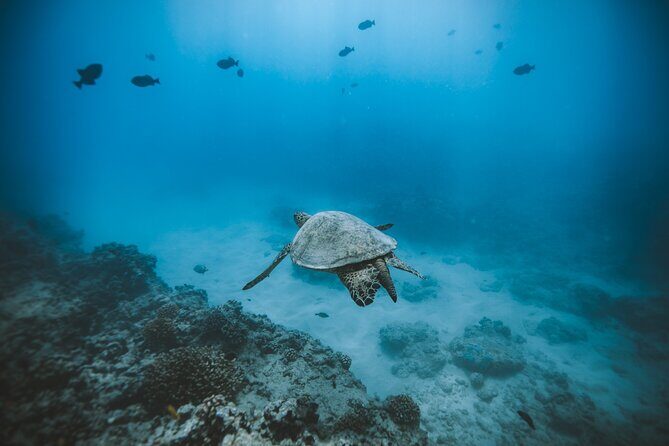 Small Group Turtle Canyon Snorkel in Waikiki - Why This Tour Stands Out: Pros and Cons