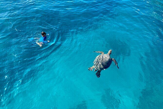 Small Group Turtle Canyon Snorkel in Waikiki - FAQs