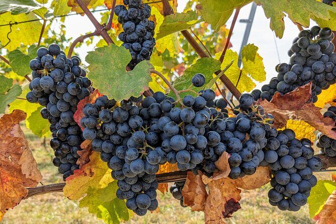 Small-group Vienna Wine Tour - Why This Tour Works Well for Travelers