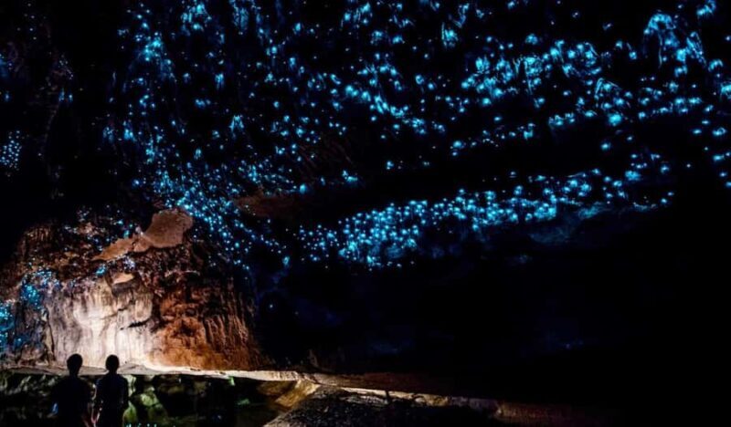 Small-Group Waitomo Glowworm Caves Day Tour from Auckland - Key Points