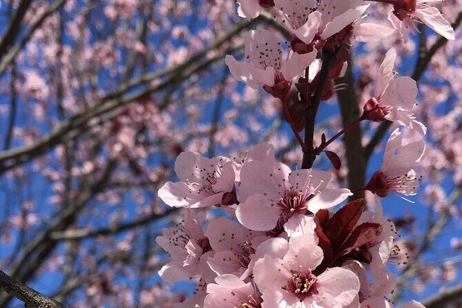 Small Group Washington D.C. Cherry Blossom 1-Day Experience Tour - Key Points