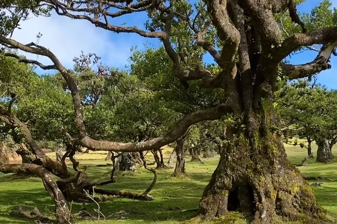 Small Group West Tour Waterfalls & Fanal Forest Tour - Europes Highest Sea Cliff and the Optional Glass Walkway