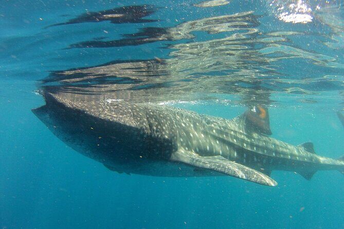 Small-Group Whale Shark and Snorkeling Tour from Cancun - The Authentic Voice of Past Travelers