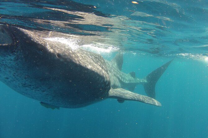 Small-Group Whale Shark and Snorkeling Tour from Cancun - The Sum Up
