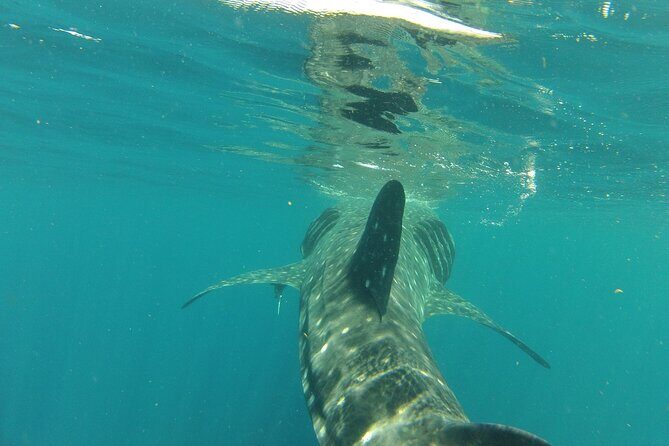 Small-Group Whale Shark and Snorkeling Tour from Cancun - FAQ