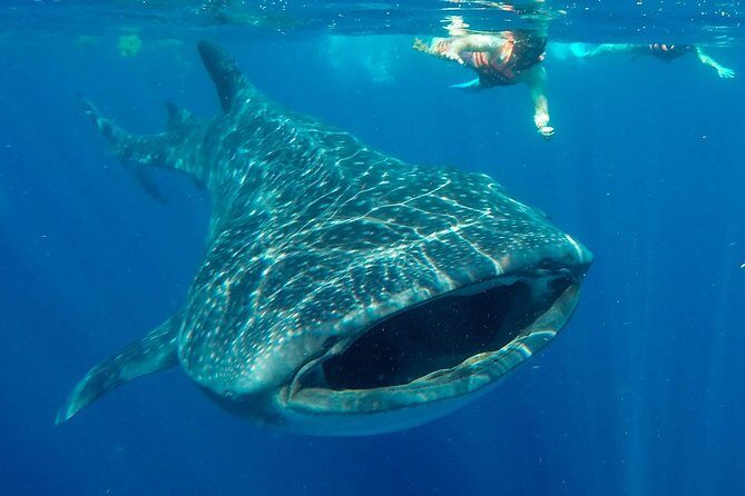 Small Group Whale Shark Encounter - 10 years in business - Key Points