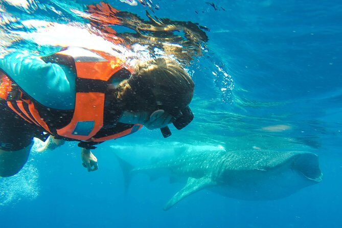 Small Group Whale Shark Encounter - 10 years in business - Final Thoughts: Who Is This Tour Best For?