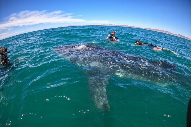 Small group whale shark experiences in La Paz - What to Expect on the Whale Shark Tour in La Paz
