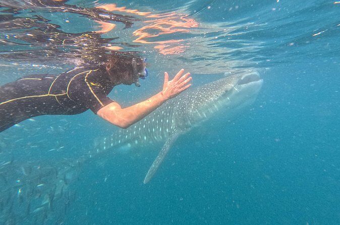 Small group whale shark experiences in La Paz - Price & Value