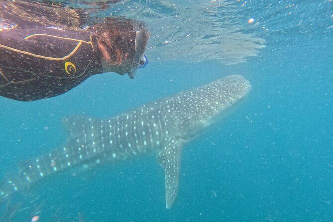 Small group whale shark experiences in La Paz - Possible Drawbacks and Considerations