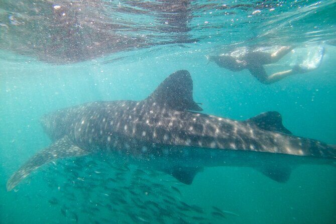 Small group whale shark experiences in La Paz - Final Thoughts
